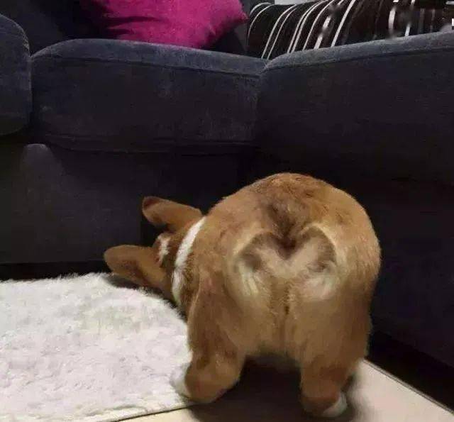 搜狐网