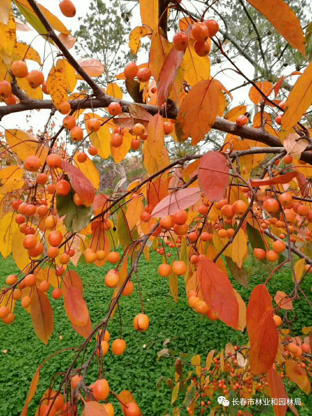 百木园秋色如画渐入佳境!