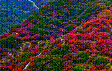 【上新了】￥88 青州天赐山 ——看层林尽染,万山红遍_红叶