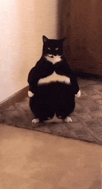 206_379gif 动态图 动图