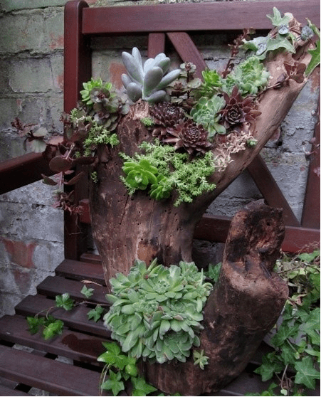 当多肉遇上枯木简直美翻了