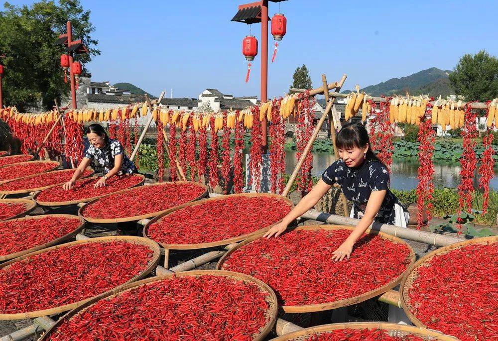 【云天社@北京分社】临江仙·秋辣椒(外一阕) □作者/胡永康