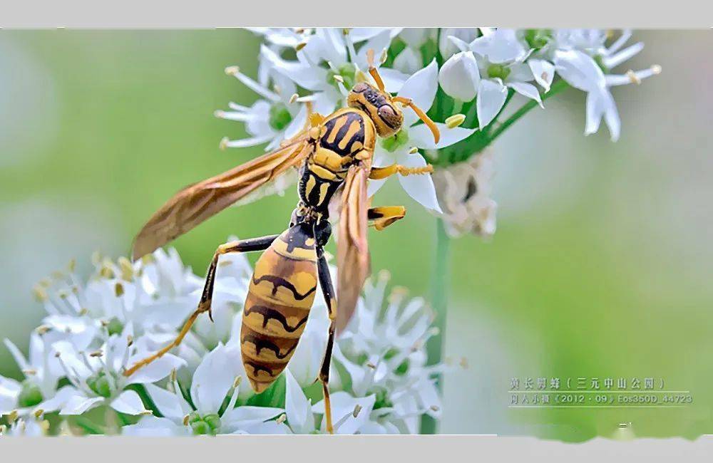 老话说秋天莫惹胡蜂秋高气爽户外活动时注意防范胡蜂的伤害