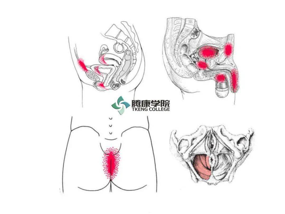 腹股沟疼痛十一块肌肉