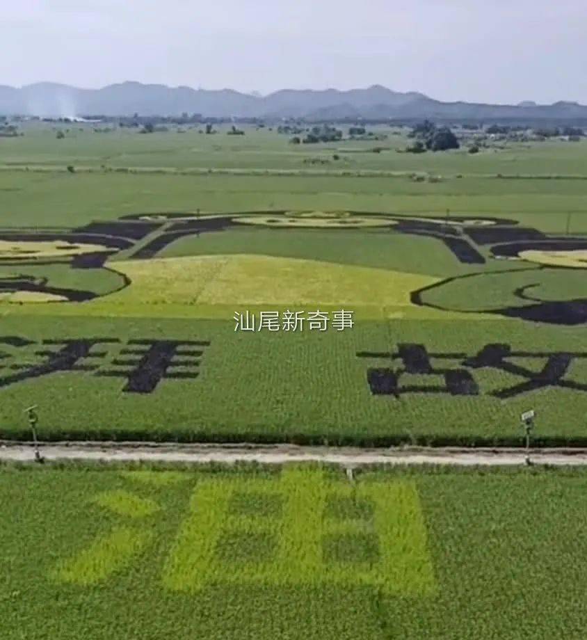 海丰稻田中惊现精美图案,已经吸引很多人去看…_可塘
