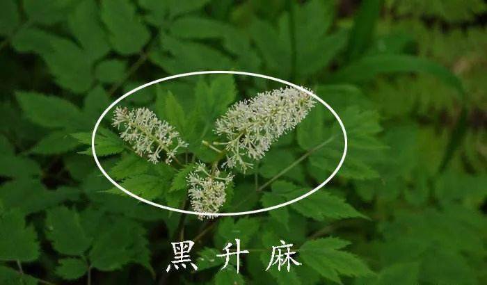 然.克.星"正是黑升麻!