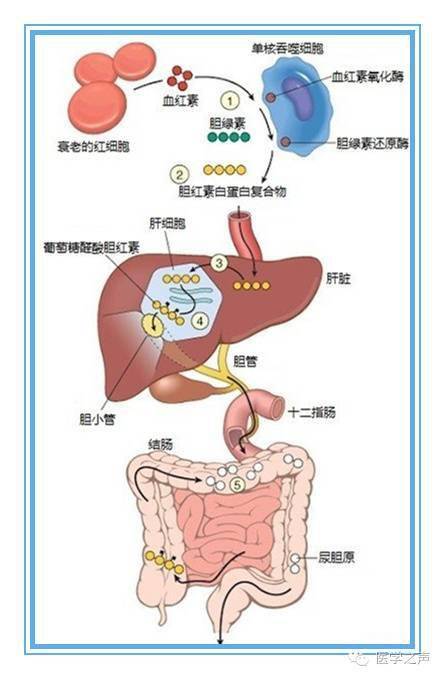 (粪)胆素原随粪便排出,小部分(约1/10)被肠粘膜吸收经门静脉到达肝窦