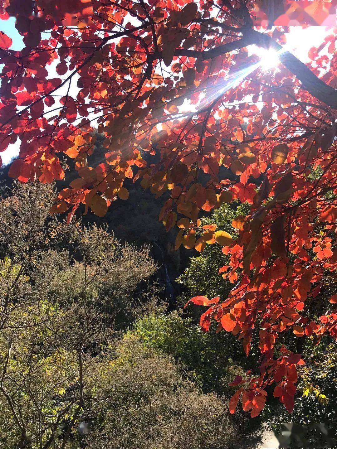 赏秋指南最美的秋最美的神泉峡