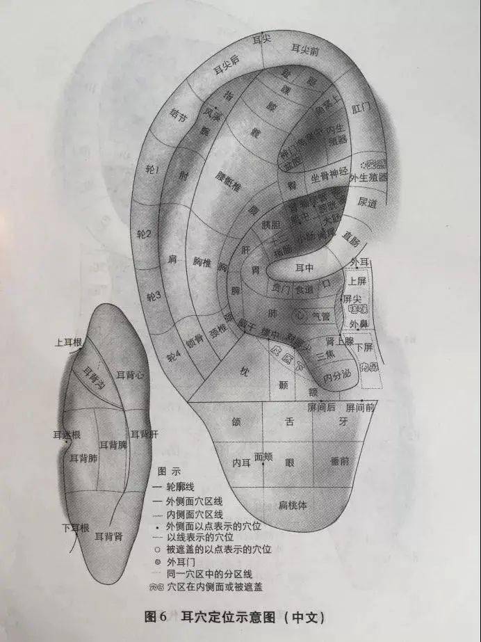 圖片來源:《耳穴名稱與部位的國家標準方案》16615摁耳屏:針對