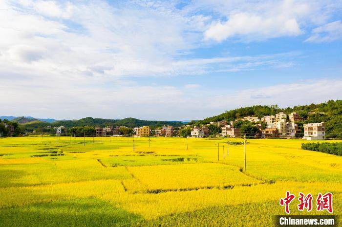 何华文 摄  10月18日,广西梧州市万秀区夏郢镇镇安村,答涓村一带,金