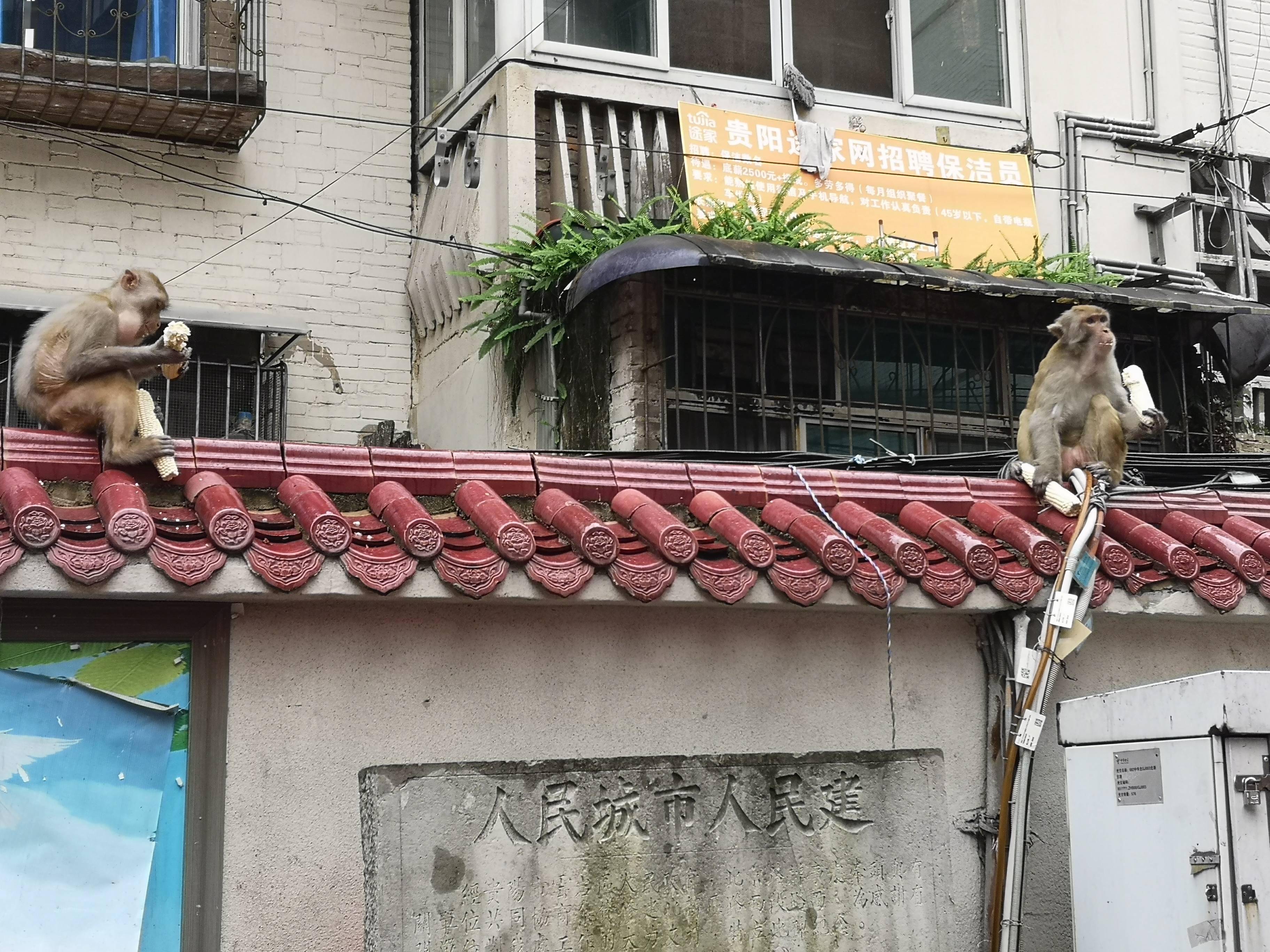 此外,黔灵山猴子下山抢夺食物等扰民事件也时常发生