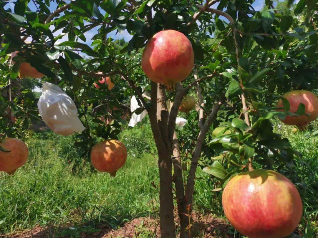 珍珠石榴(珍珠石榴的籽可以吃吗)