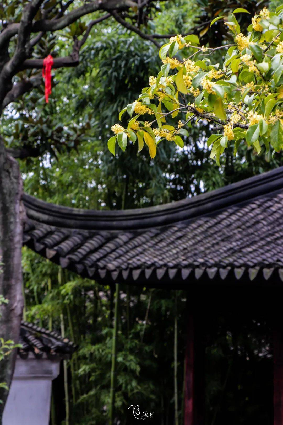 园林花木 | 植桂,得贵_桂花