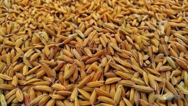 农历中国 | 九月初四 · 稻谷香_禾谷