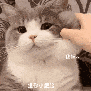 30个网红蠢萌猫狗表情包捏你小肥脸