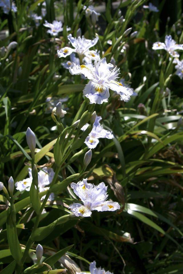 每日植物日本鸢尾irisjaponica