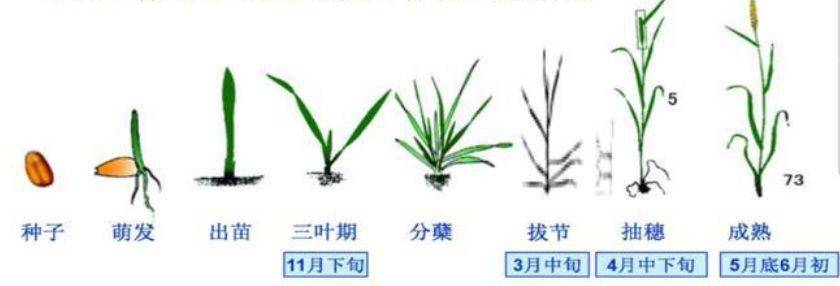 【给您支招】小麦播种后多久除草效果最好?最佳时间必须知道!