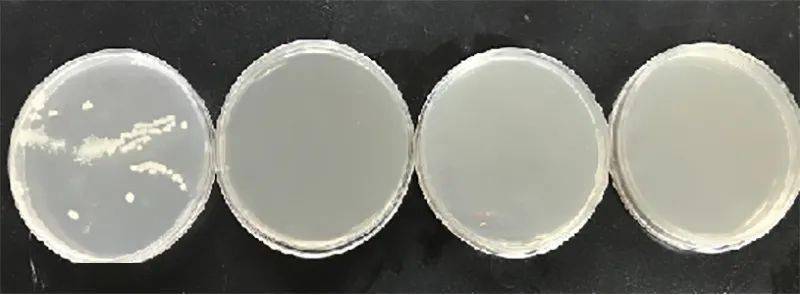 图4:酸溜溜抑菌试验(lb培养基;作用3小时),从左到右平皿分别对应:空白