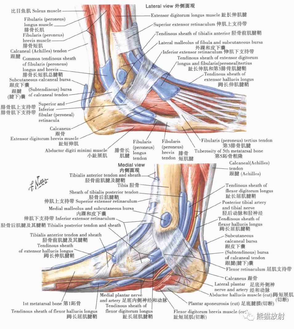 超清晰的下肢小腿踝與足解剖圖