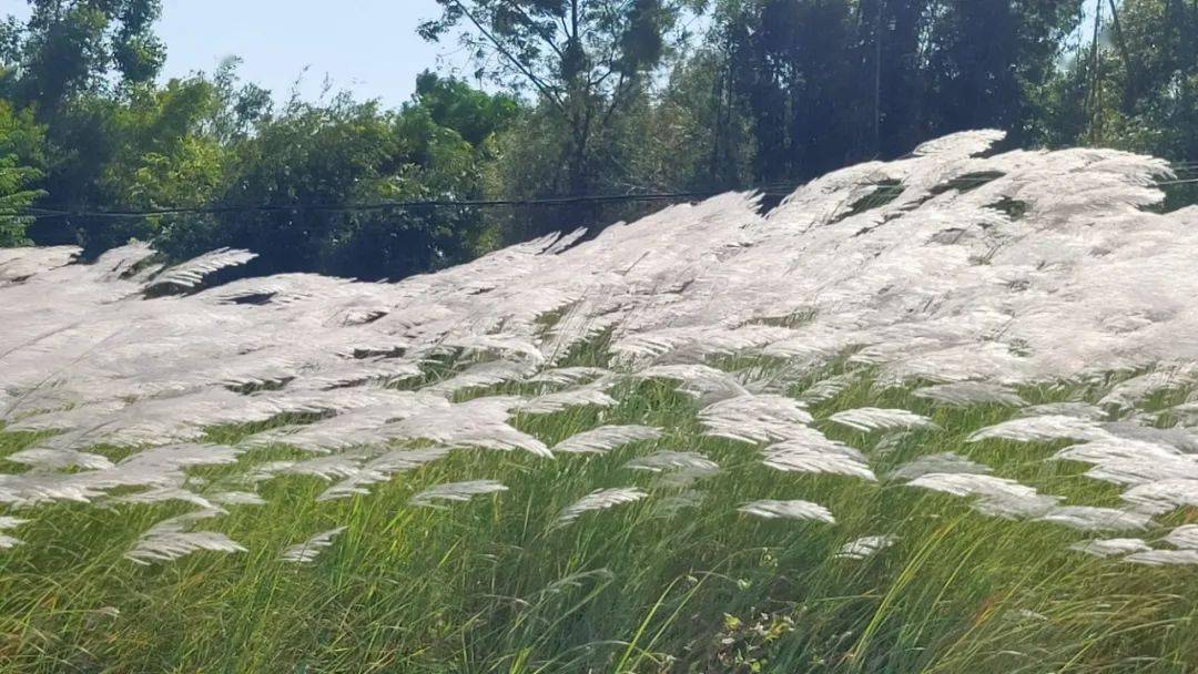 太仙了钦州这个地方的茅芒花悄悄盛开又是一个拍照打卡好地方