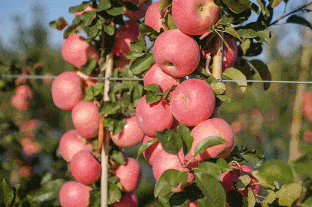 丰收时节看南海 瓜果飘香人欢笑