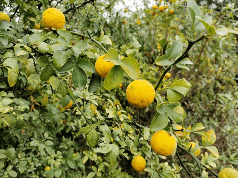 野橘树图片