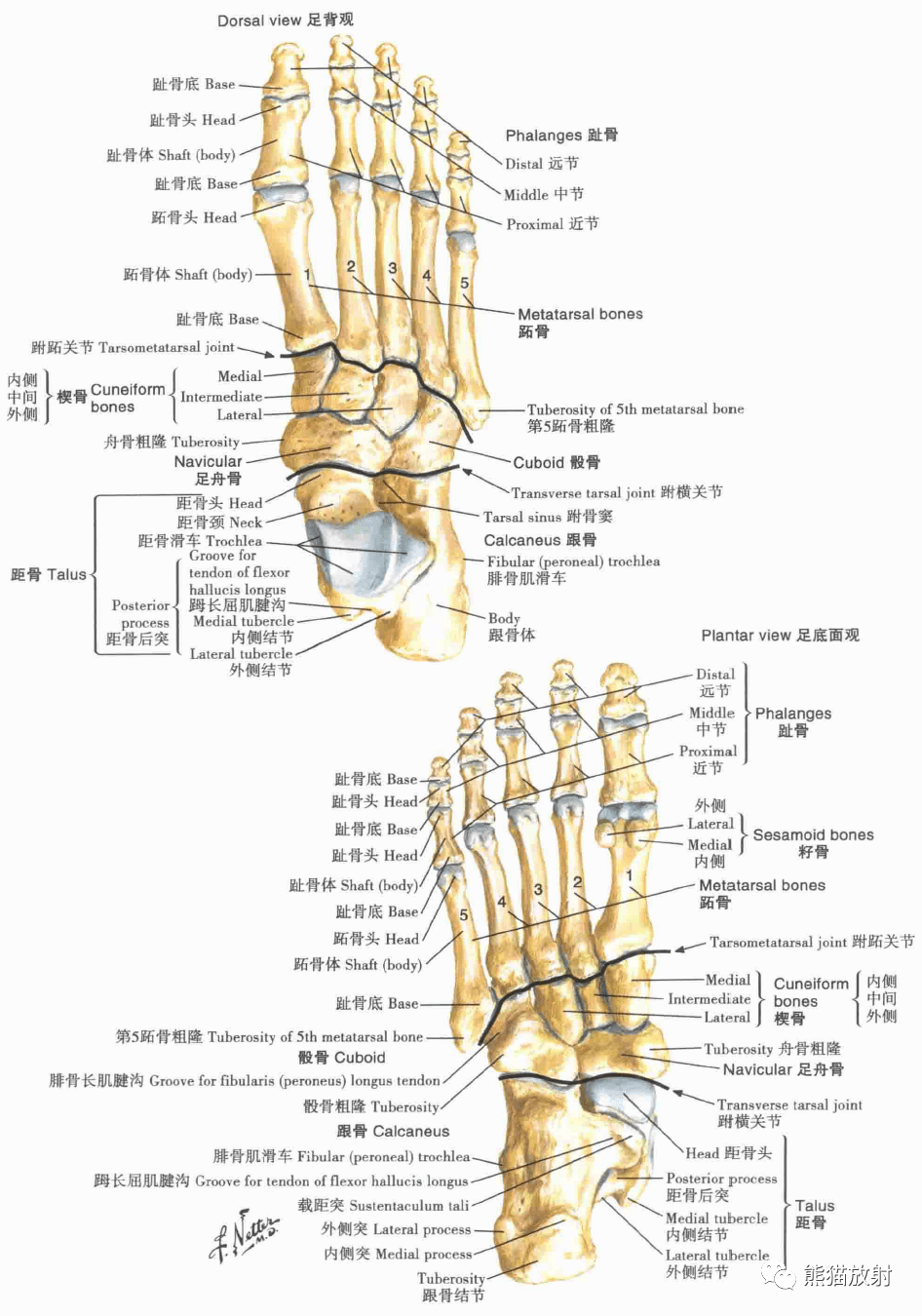 超清晰的下肢(小腿、踝与足)解剖图_搜狐网