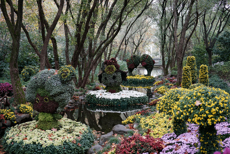 历届上海菊花展水上花境大pk岸边彩带别样美