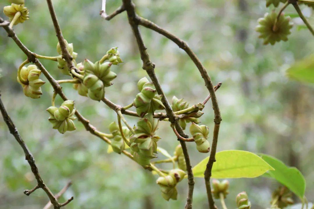 羊街鄉發揮山區優勢種植八角拓寬脫貧致富路