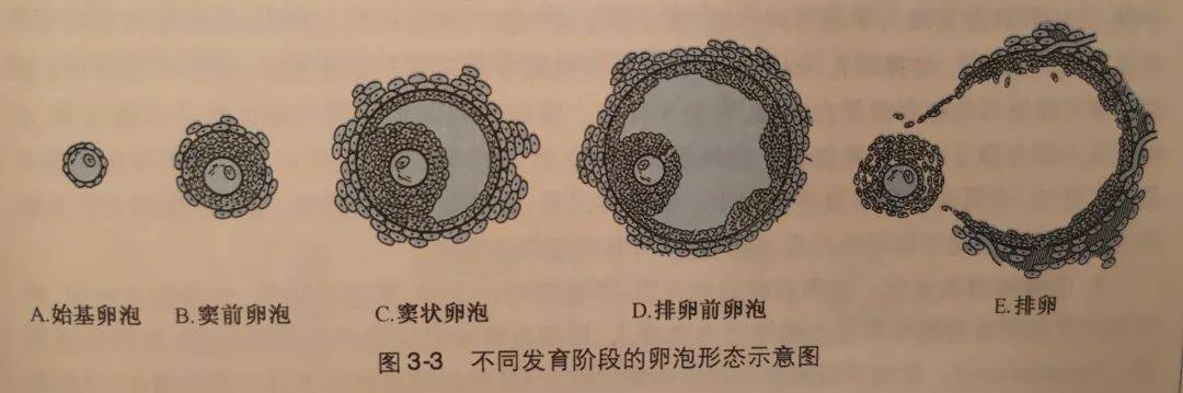 水平的影响,呈现出周期性变化:始基卵泡-窦前卵泡-窦卵泡(生长卵泡