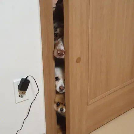 狗狗们在门缝偷看主人笑喷了