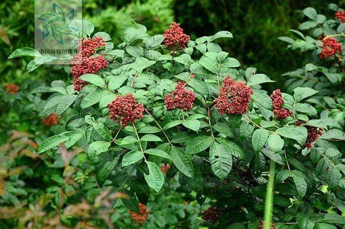 重庆人过个重阳节要用到多少种植物?_茱萸