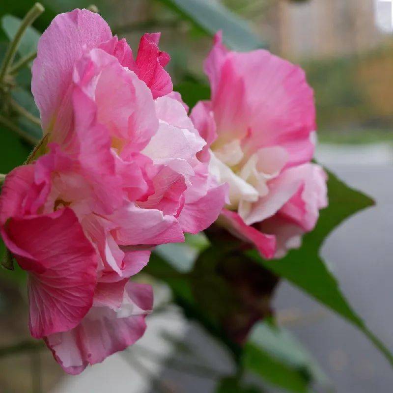 映像青白江丨芙蓉花一开,好运自然来!