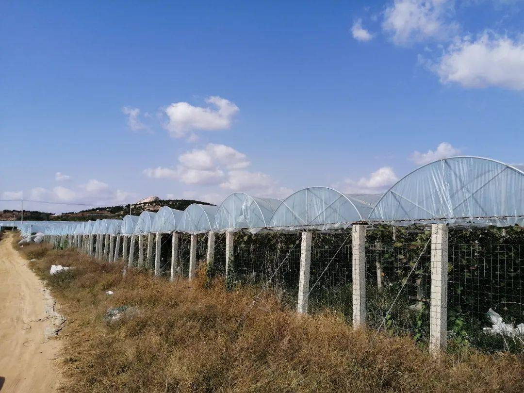 展绍君三百亩葡萄园全是流转周边村庄土地,每年支付流转费高达三十余