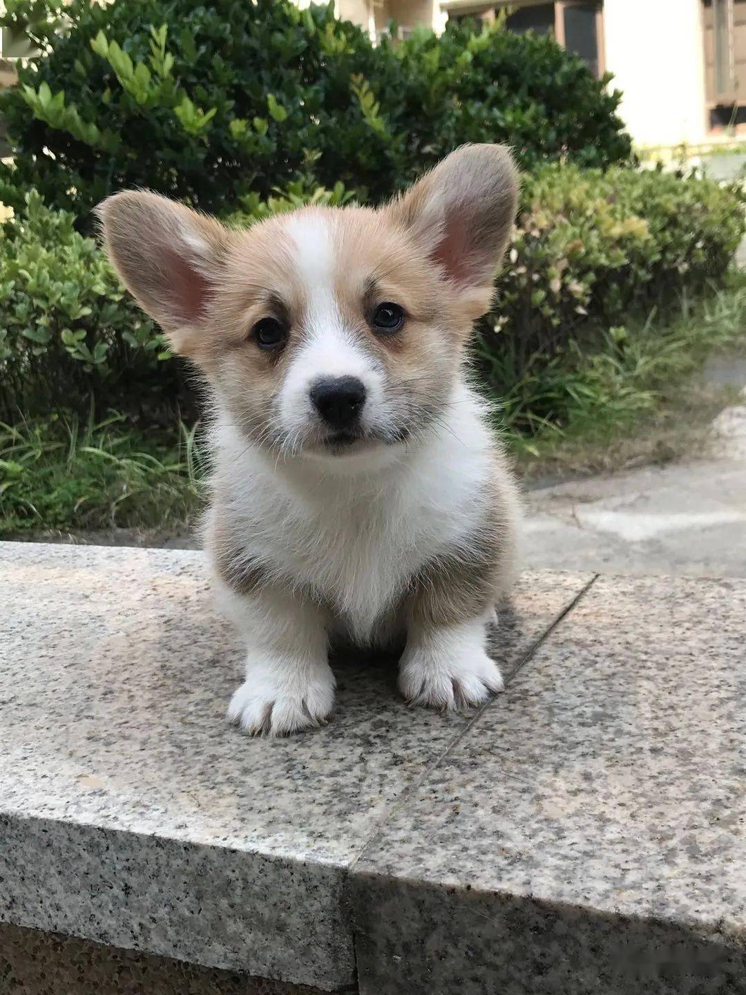 一窝冠军宝宝,黄白黑幼犬展示预定._柯基