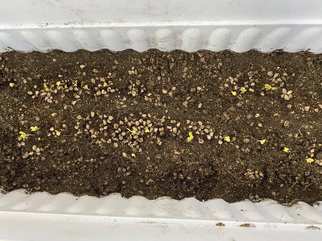 四年级pbl活动系列推文二