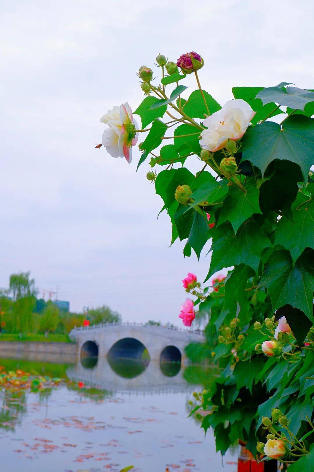 映像青白江丨芙蓉花一開,好運自然來!