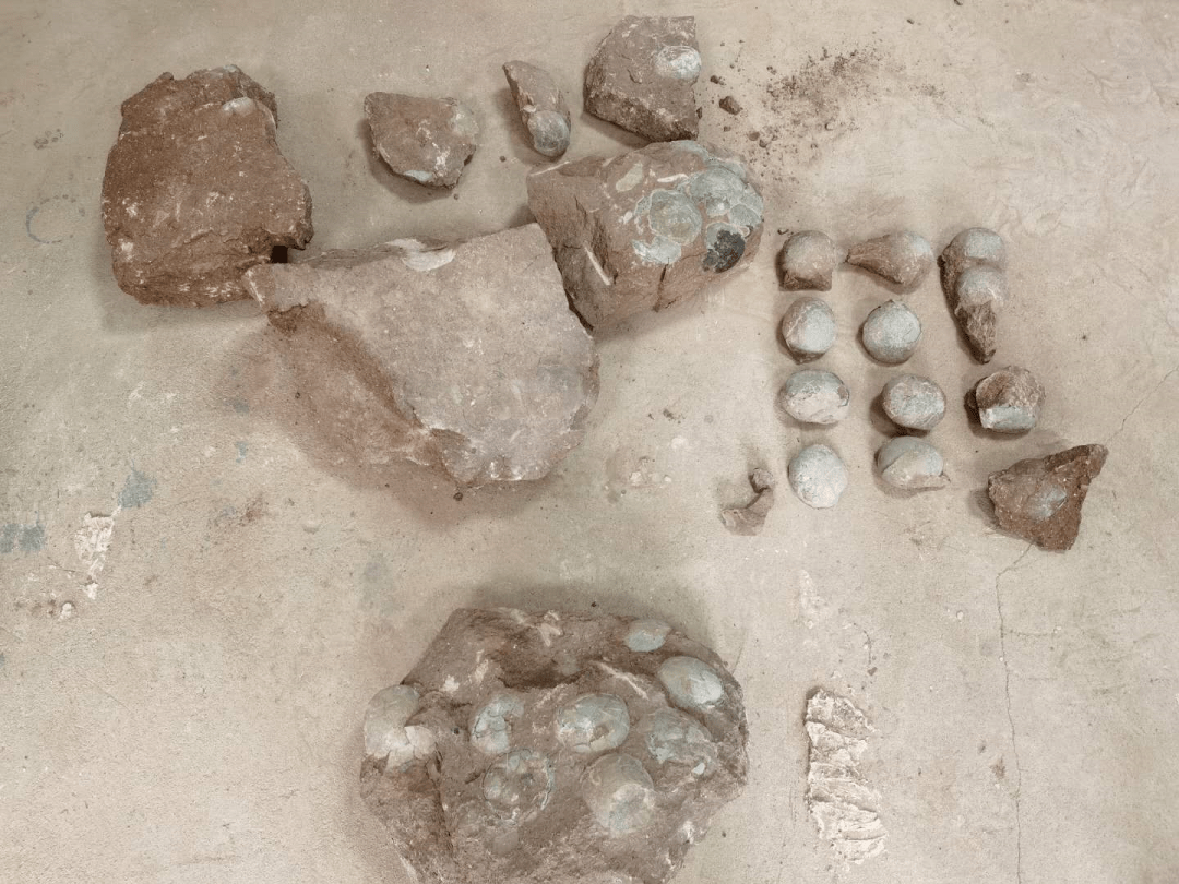 江东新区一工地发掘出32枚恐龙蛋化石