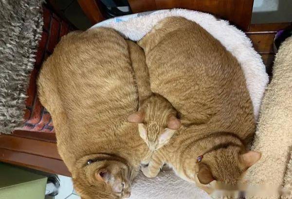 两只比猪还胖的橘猫挤在一起竟突然伸出了第三个头