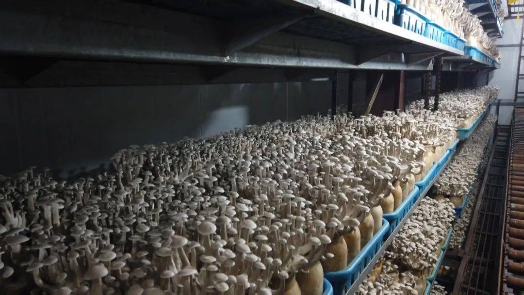 由叶圣益创办的浙江双益菇业有限公司,是一家专业从事食用菌工厂化的