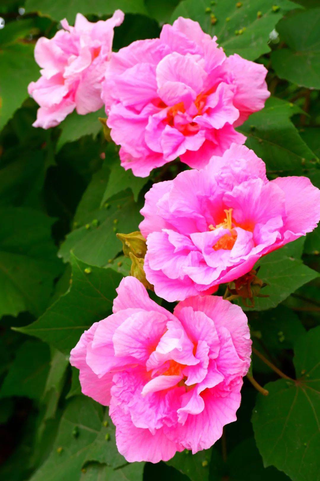 映像青白江丨芙蓉花一开好运自然来