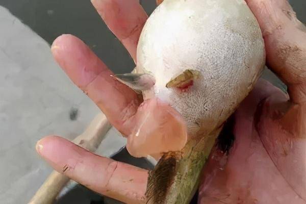 如何综合防控黄颡鱼腹水病(大肚子病)?_养殖