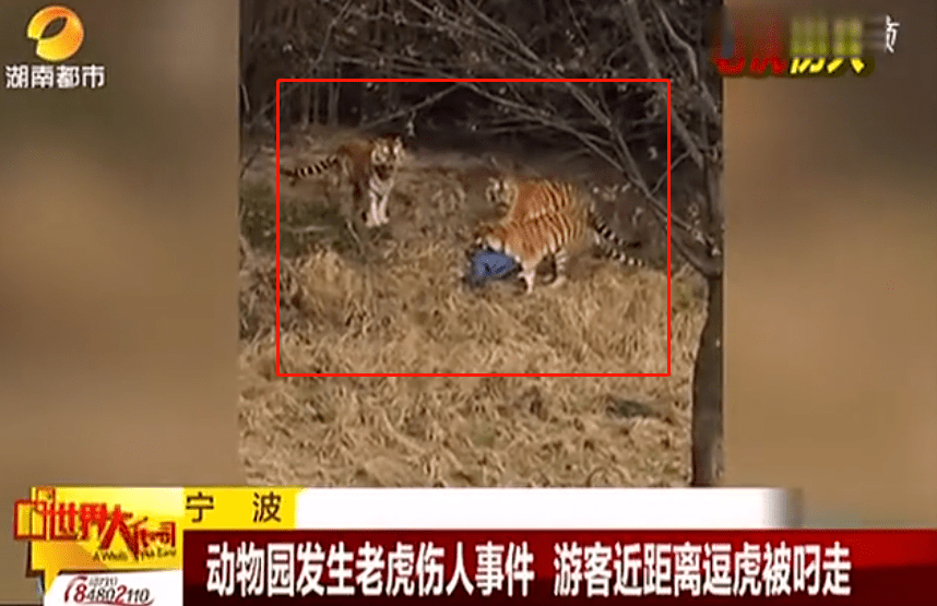 上海动物园熊群将人活活咬死,现场视频曝光:我不敢看