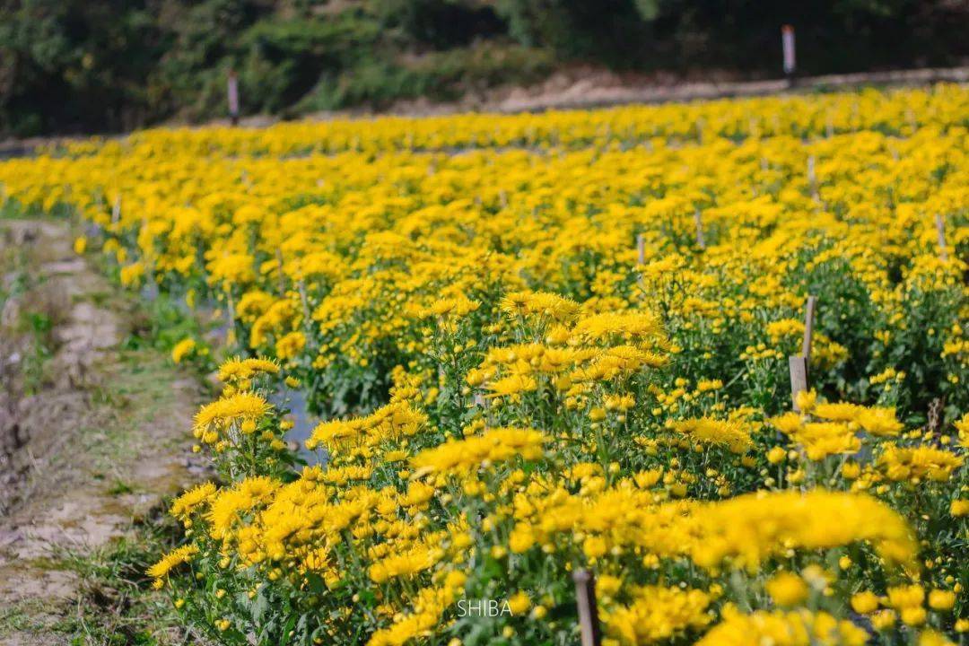 美炸泰顺最大的金丝皇菊花海已经花开成海啦快约起来错过再等一年