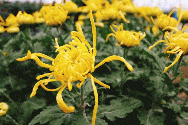 如皋又一景区来了,亮灯演唱会阵容太强大,精彩不止这个._菊花