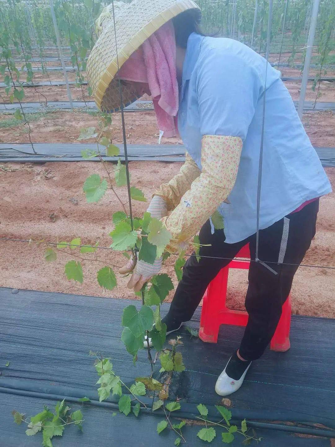 老闆熱情又好客, 領我入園喜倍加, 邊走邊看邊介紹, 面露笑容嘴笑螺.