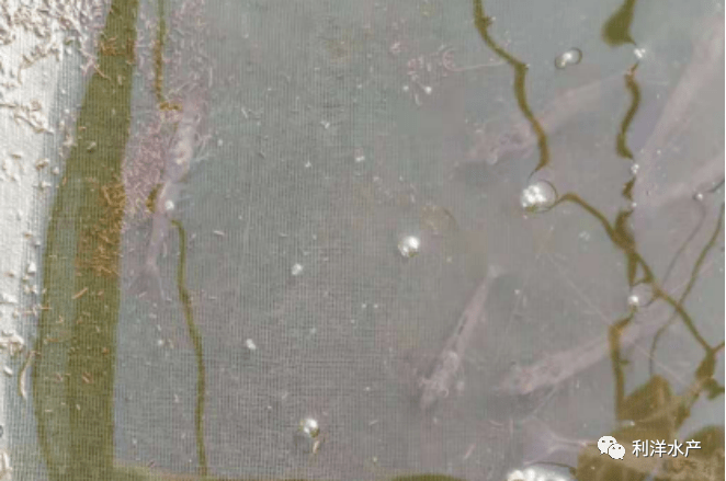 产品专题利苗多在小棚养虾中的应用