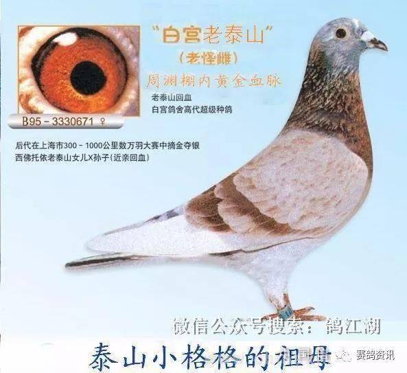 老泰山鸽系特征图片