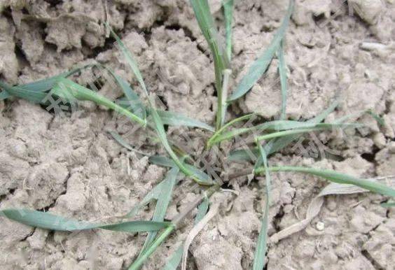 这种野麦子叫节节麦可别认错了