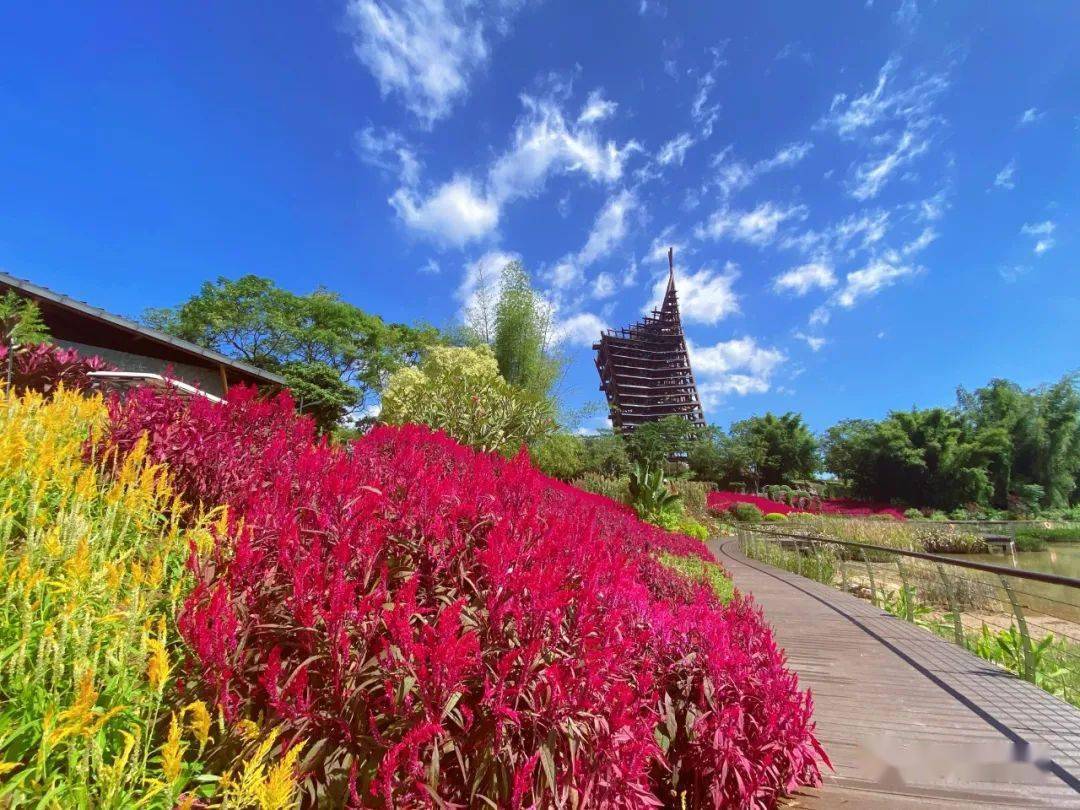 一站打卡三大網紅花海來南寧園博園就對了